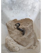 林準濕疹牛皮癬茶 -10日療程 (20包)